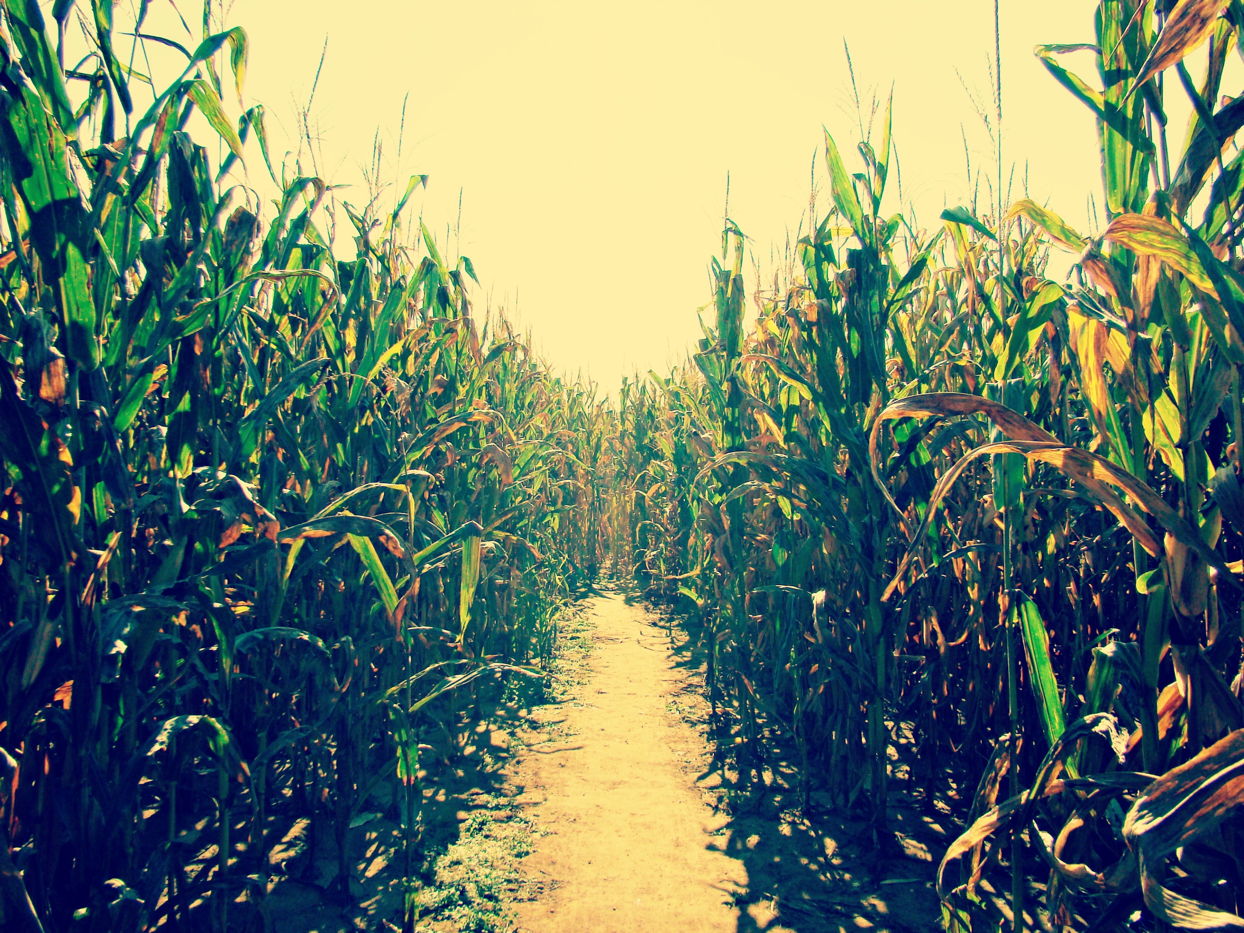 Corn Maze.